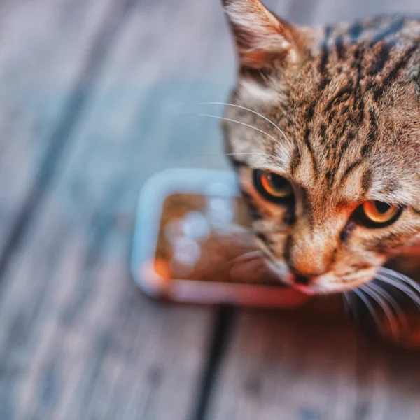 Ceramic Pet Bowl Duo — Pet Supplies at Gallen Shop