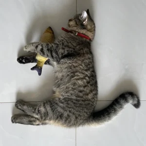 Feather Wand Cat Toy Set — Pet Supplies at Gallen Shop